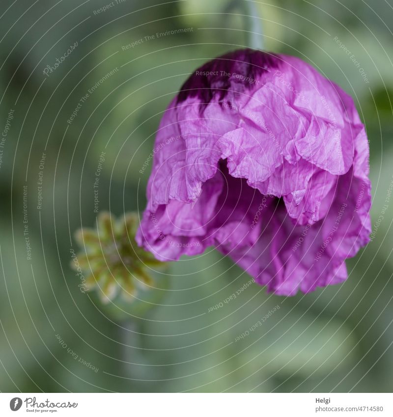 wrinkled | freshly opened purple flower of opium poppy with wrinkling on petals Poppy Opium poppy Poppy blossom Poppy capsule Fresh purple poppy