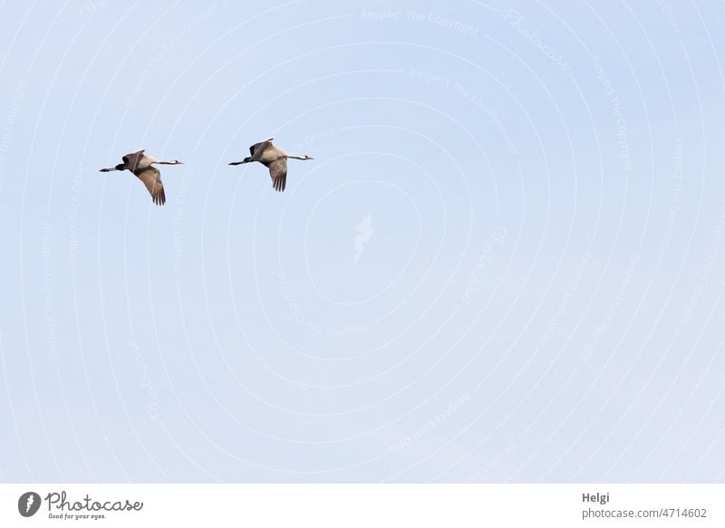 two cranes fly in front of blue sky Bird Crane Bird of happiness Migratory bird Couple Sky Flying Synchronous Freedom Wild animal Nature Exterior shot Autumn