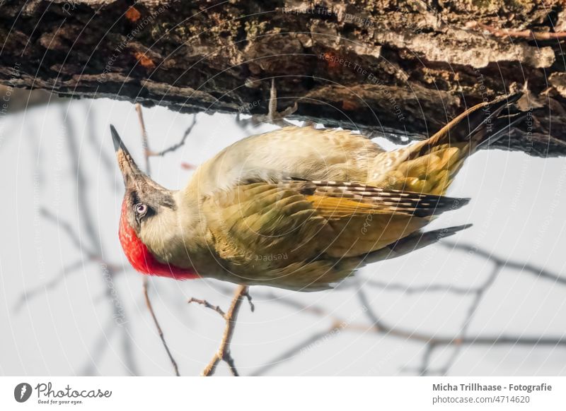 Green woodpecker hanging on a branch picus viridis Woodpecker Animal face Eyes Beak Feather Grand piano Bird Wild animal Observe Looking sunshine Sun Nature