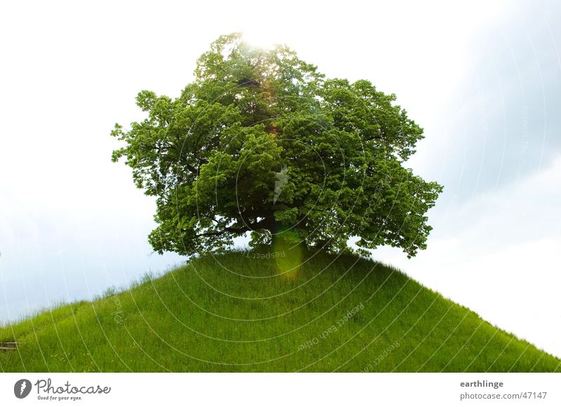 The village elders 2 Lime tree Tree Grass Fresh Spring Green Hill Country road Sublime Retirement Back-light Braunschweig Transience Sun Sky Mountain Loneliness