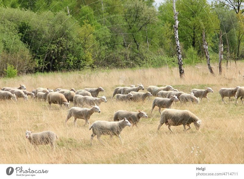 Flock of sheep on the way in a bog landscape Sheep Animal Mammal Farm animal Herd Bog moorland Grass Tree Birch tree Walking Group of animals Exterior shot