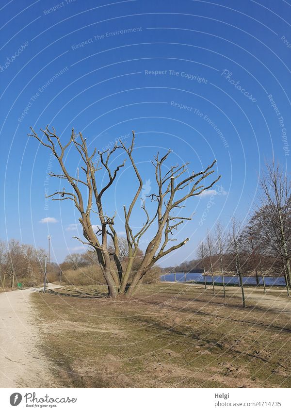 bare and freshly coiffed - large tree with several trunks in winter pruning between river and road Tree Bleak cut Winter cut Large Exceptional Branchage