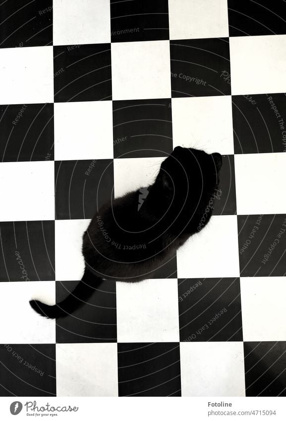 Checkerboard cat I - Black cat on black and white kitchen floor Cat Pelt Mammal Domestic cat Animal Pet White Black & white photo chequered pattern Square