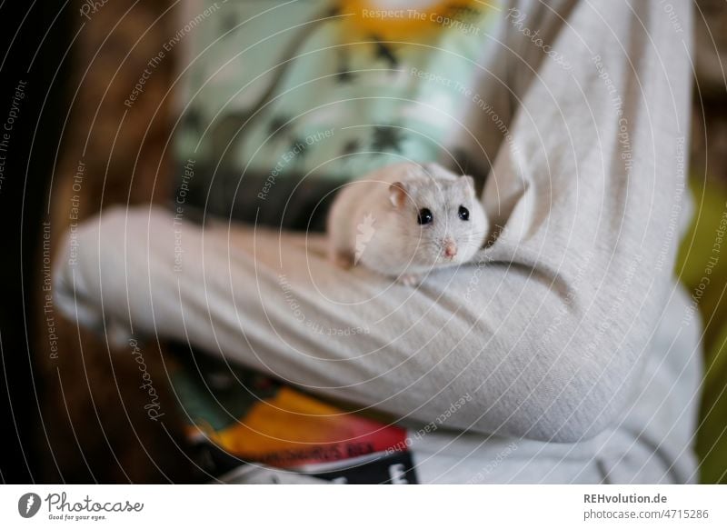 Ahsoka-Rey - Hamster on a child's arm Rodent Mammal cute Small Animal Cute Pet Diminutive Pelt Animalistic Child sweater Discontinuation Animal portrait