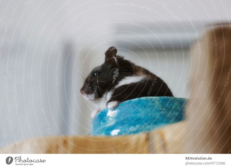 black dwarf hamster in a bowl Hamster Rodent Mammal cute Small Animal Cute Pet Diminutive Pelt Animalistic Sit shell chequered blurred background