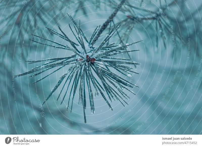 snow on the pine tree leaves in winter seaon snowfall wintertime cold cold days white frost frosty frozen ice snowy snowflake weather forest mountain nature