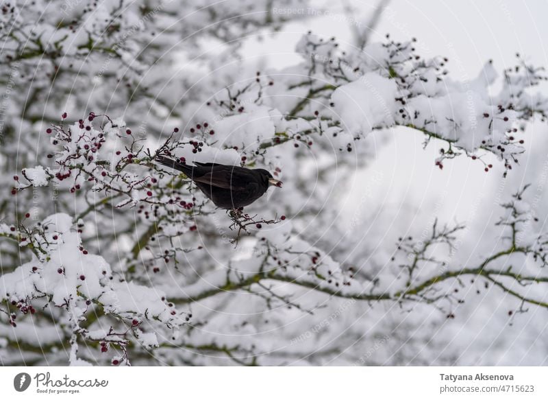 Bird eating berry from snow covered tree bird nature winter wildlife feather branch outdoor animal forest cold ornithology bush birdwatching wing no people