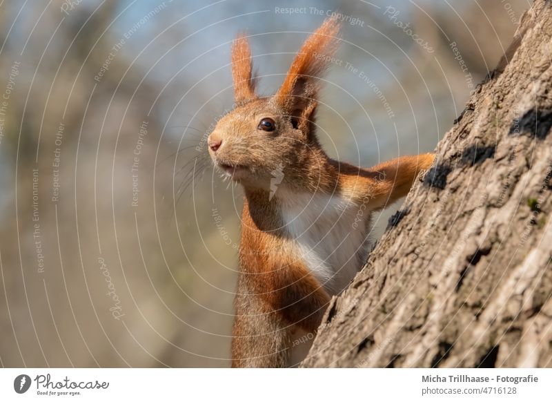 Squirrel looking out on tree sciurus vulgaris Animal face Head Eyes Nose Ear Muzzle Claw Pelt Rodent Wild animal Nature Tree Observe inquisitorial Curiosity