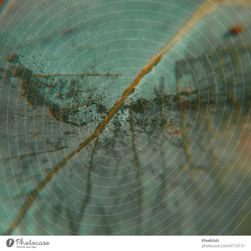 Close up of eucalyptus leaf - outer edge blurred Leaf Close-up blurriness Green Brown green brown shade geschmak decoration Plant botanical foliage Aromatic