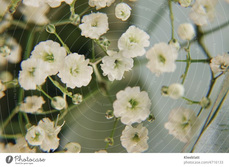 Close up classic gypsophila - Rispige gypsophila Close-up Baby's-breath gypsum herb Flower Plant Dianthus Ornamental plant plant species Genus gypsophila manner