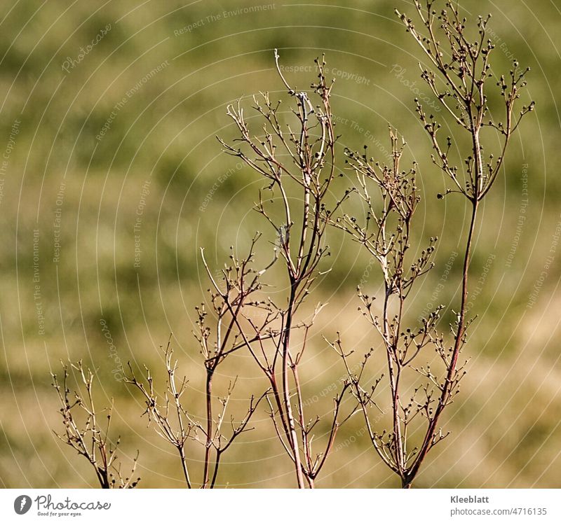 Withered brown grasses - background green brown bokeh effect Brown Green Background blurred Abstract hazy Delicate Bokeh effect staggered size Copy Space