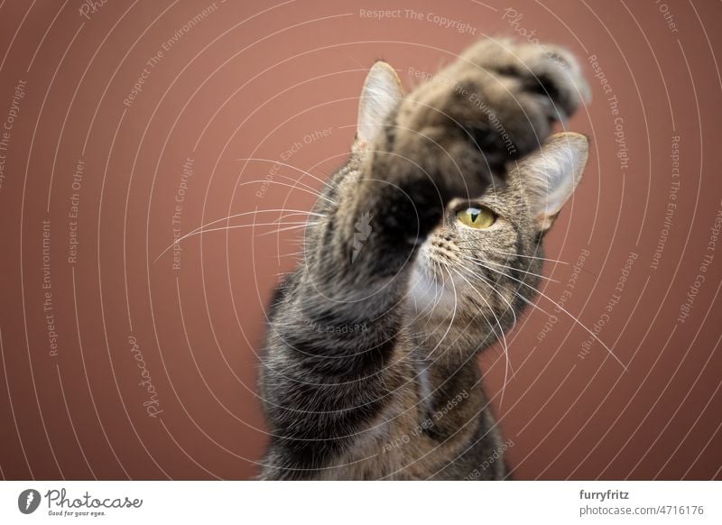 cat raising paw reaching for camera on brown background pets feline domestic cat fur tabby studio shot portrait red-brown copy space greed playing playful