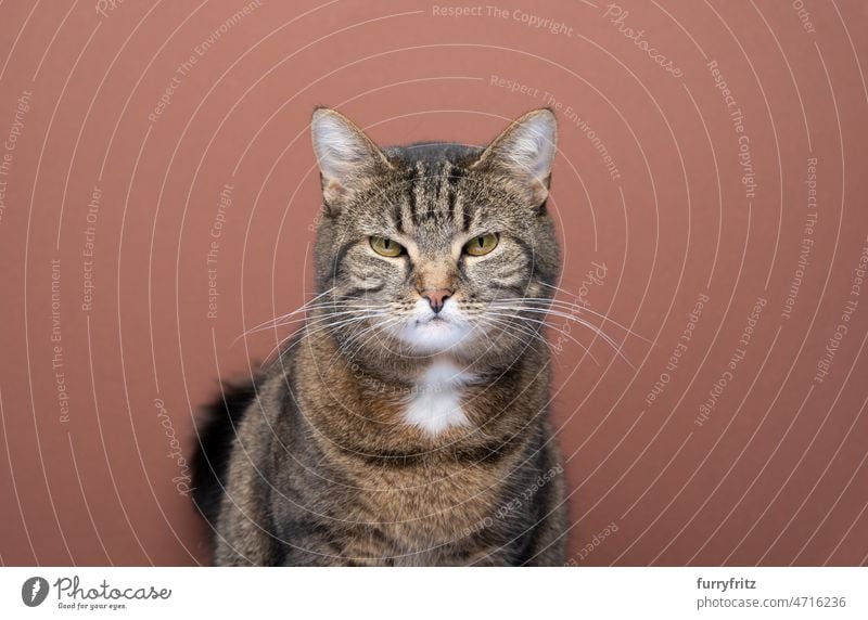 angry cat portrait. tabby domestic shorthair cat looking at camera mischievous feline pets domestic cat fur studio shot brown background red-brown copy space