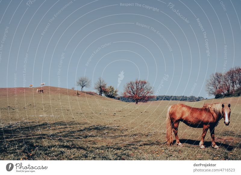 Horses on a field on Hiddensee II Full-length Animal portrait Panorama (View) Long shot Central perspective Deep depth of field Sunbeam Sunlight Day Light