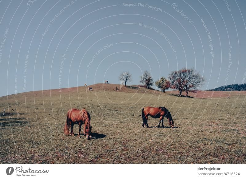 Horses on a field on Hiddensee I Full-length Animal portrait Panorama (View) Long shot Central perspective Deep depth of field Sunbeam Sunlight Day Light