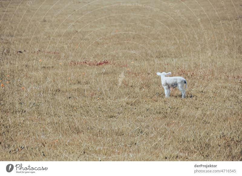 A lamb on a field on Hiddensee Full-length Animal portrait Panorama (View) Long shot Central perspective Deep depth of field Sunbeam Sunlight Day Light