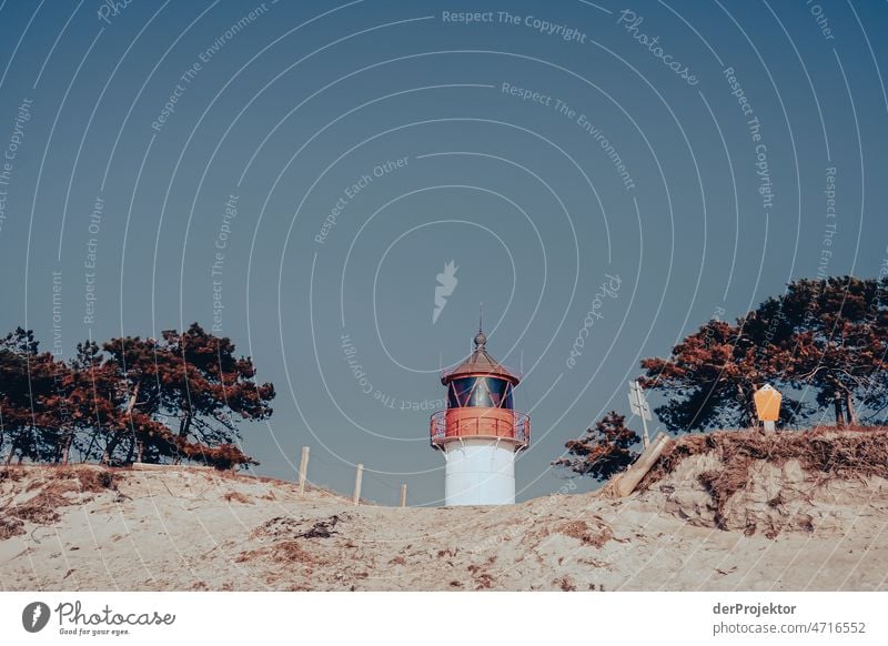 Dune on Hiddensee with lighthouse Full-length Animal portrait Panorama (View) Long shot Central perspective Deep depth of field Sunbeam Sunlight Day Light