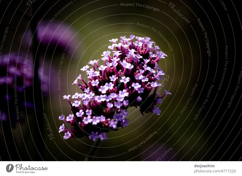 Nature has brought these delicate colors on the flowers to show us that winter is over. Blossom leave Close-up Plant Stamp Macro (Extreme close-up) Spring