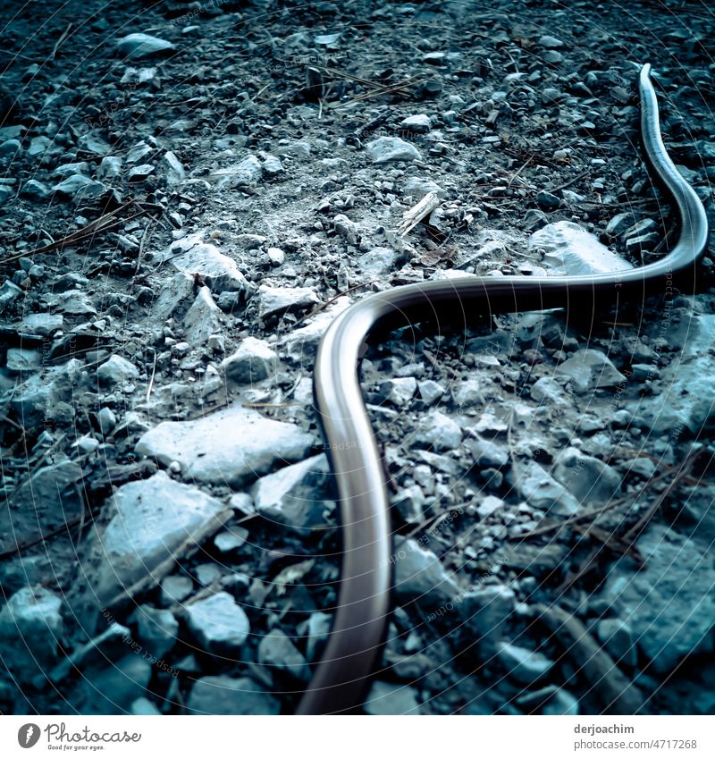 A popular guest in gardens. A lying blindworm on stones and gravel, in the middle of daylight the hiking trail ,which sunbathed. Snake Animal Animal portrait