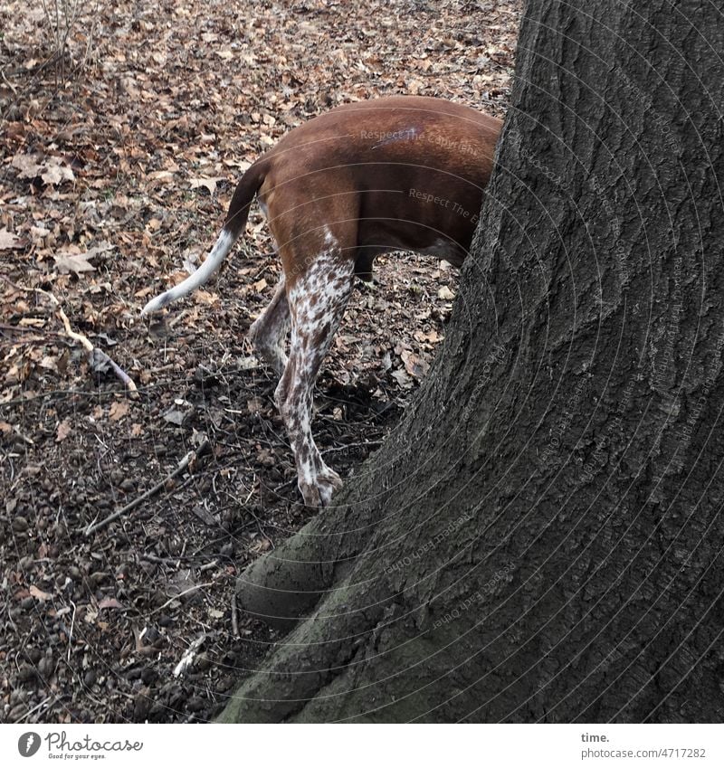 very bad hiding place | clowns in the park (4) Dog Tree Autumn leaves Nature out Tails Animal Hind legs Pelt Hiding place Stand