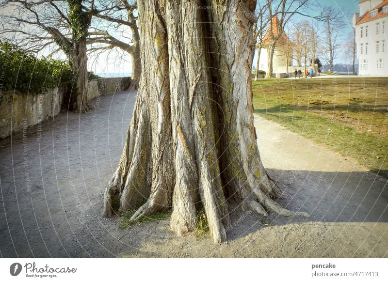 unerwartete begegnung Baum Park Lindau Insel Weg Fußweg Rundweg Baumstamm mächtig alt Begegnung Bodensee Landschaft mittig Mauer Promenade Persönlichkeit