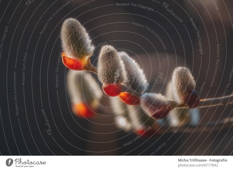 Willow catkin in sunlight Catkin Salix caprea Willow tree Spring spring awakening blossom come into bloom fluffy Soft Velvet Nature Plant flora branches twigs