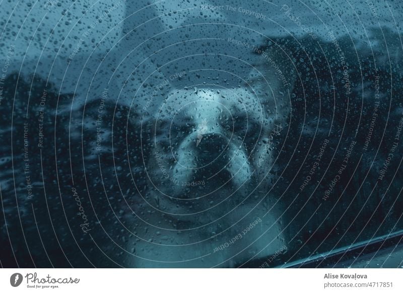 a dog, car window and rain drops water drops french bulldog pet Window window with water drops Drops of water Wet Glass see trough ,looking trough a window Cold