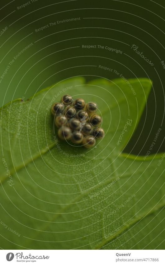 Insect eggs on a leaf Egg Nature Macro (Extreme close-up) Close-up Crawl Green Animal Beetle Detail Small Plant Insect destroyer Bird's eggs