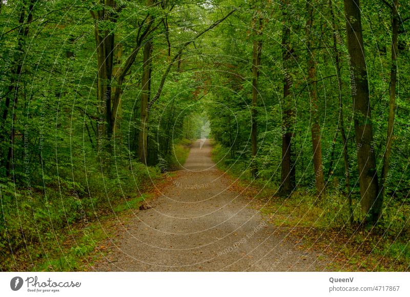 Dresden Heath Forest Trail Heathland Dressing Forest walk off Lanes & trails Environment Nature Hiking Green Relaxation Calm Loneliness Brown trees Landscape