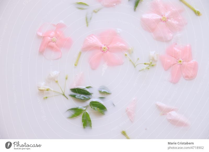 Close up of flowers and herbs in a milk bath for self-care, skincare, beauty and wellness springtime hygiene sensuality wellbeing organic aromatherapy luxury