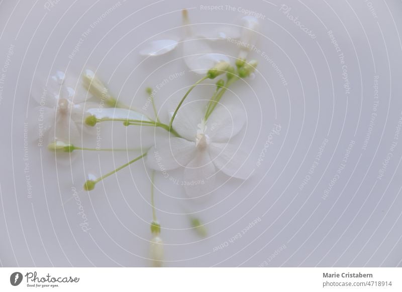 Delicate white flowers in a therapeutic milk bath to show concept of  sustainable comfort and tranquility of the Springtime no people bright season spa organic