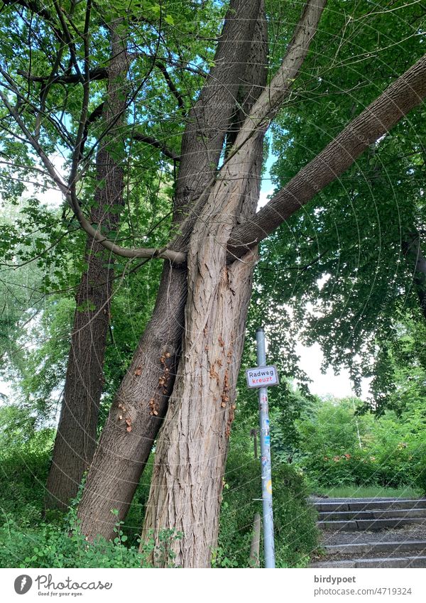 two intergrown trees next to signposts "cycle path crosses Tree branches grow together Lean Park Nature Environment To go for a walk Relaxation Green Hiking off