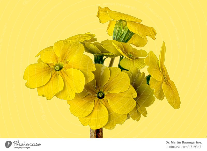 Yellow globe primrose against yellow background - garden primrose, inflorescence in spring Plant Flower Primrose spherical primrose Garden primrose