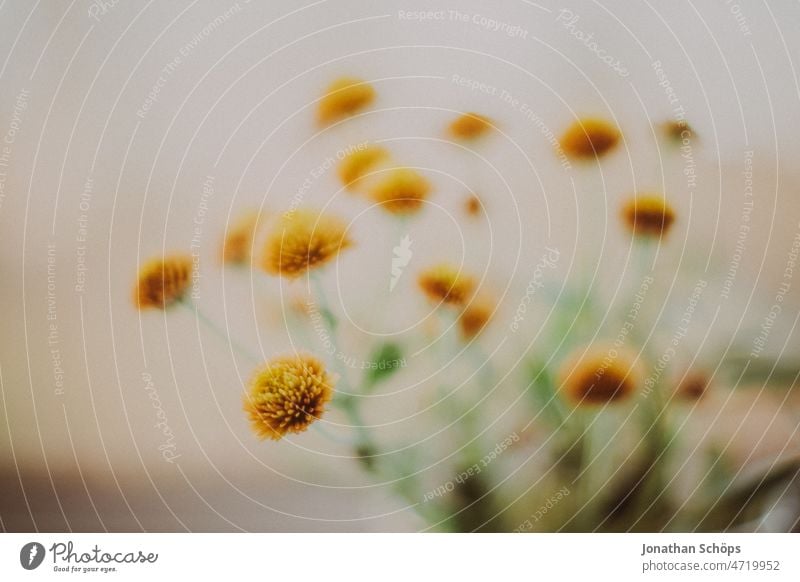 yellow flower macro shot bouquet of flowers Flower Blossoming Close-up Bouquet Flower vase Yellow Near pretty Analog Retro vintage movie Colour photo Plant