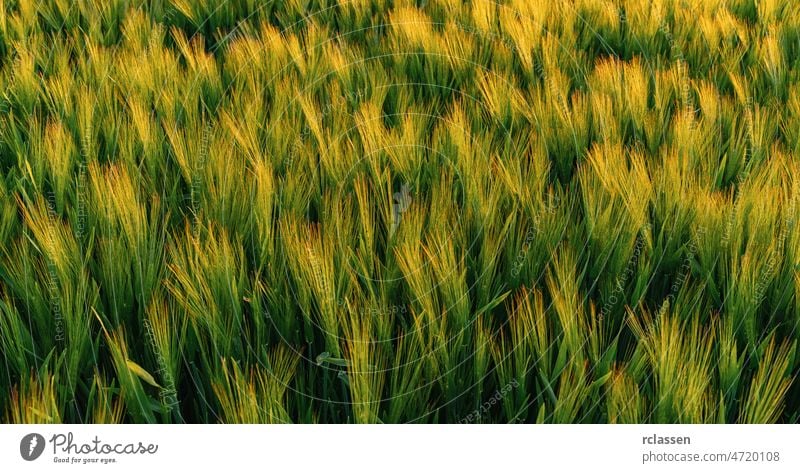 wheat field at summer sunrise corn crop pasture farm green cloud sky agriculture orange morning horizon bright brightly cereal cloudscape countryside dusk