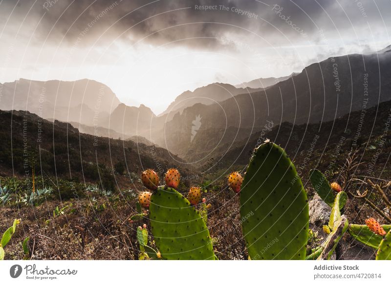 Cacti growing in valley surrounded by hills cacti exotic succulent range environment dry nature tropical wild cactus wildlife plant thorn prickle tenerife