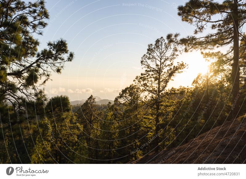 Coniferous trees growing hill slope in evening forest nature sunset landscape wildlife evergreen environment island sundown scenery scenic woods coniferous