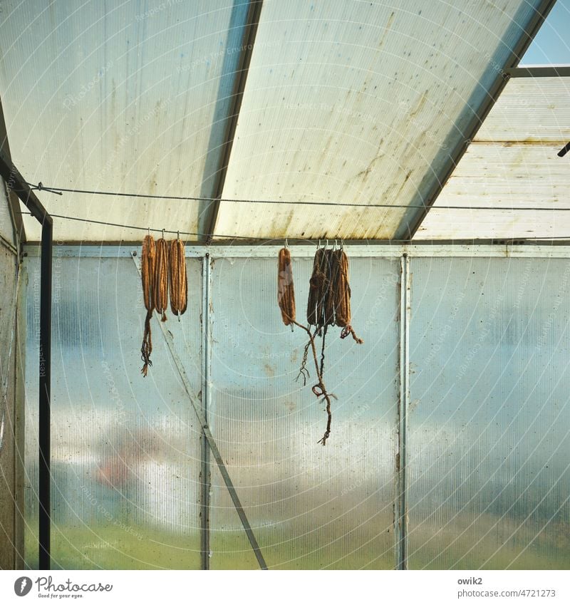 stuck Greenhouse Sunlight Deserted Calm Peaceful Glass Idyll Simple Colour photo Long shot Bushes Glass wall traces of use Many Plastic silent rural