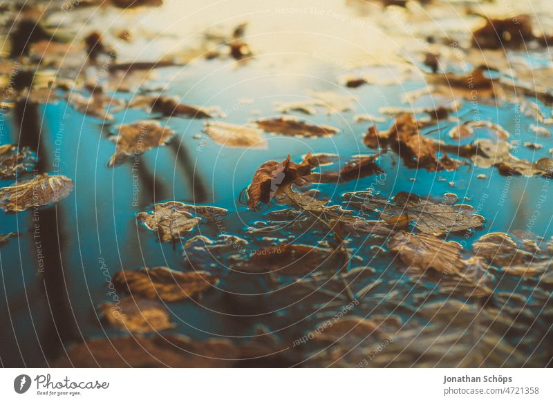 Leaf reflection on puddle with ice and foliage bokeh Leaves Puddle Ice Close-up Shallow depth of field Gold Happy Glittering Attentive near name Water Winter