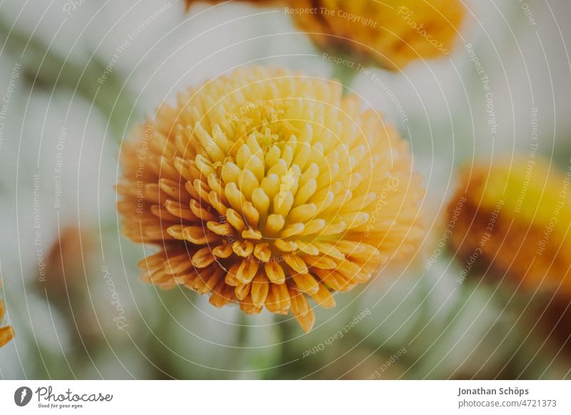 yellow flower macro shot bouquet of flowers Flower Blossoming Close-up Bouquet Flower vase Yellow Near pretty Analog Retro vintage movie Colour photo Plant