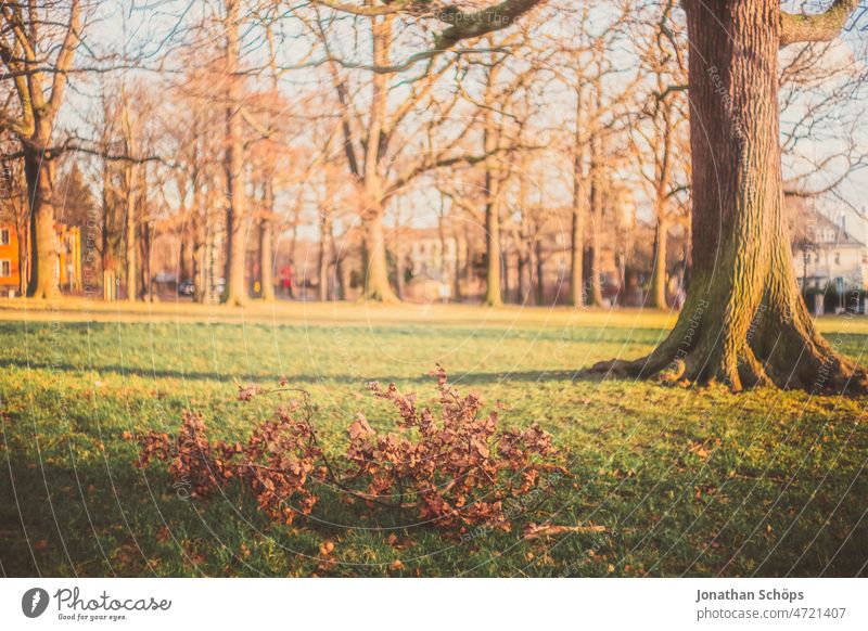 fallen branch after storm on the meadow under trees Gale Branch Tree Park Meadow Retro Analog movie sunflare vintage Colour photo Old Exterior shot Deserted