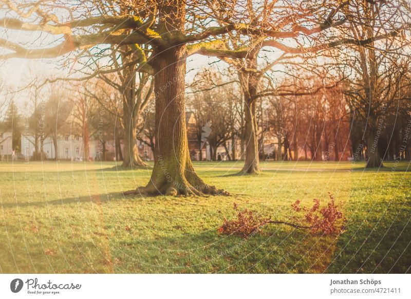 fallen branch after storm on the meadow under trees Gale Branch Tree Park Meadow Retro Analog movie sunflare vintage Colour photo Old Exterior shot Deserted