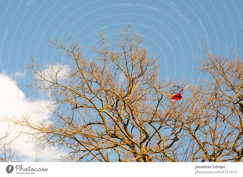 Kite caught on tree kites kites rise entangled Tree Bleak bare tree Blue sky Sky Forest Park Adversity Hang gliding climb the kite fly a kite Autumn