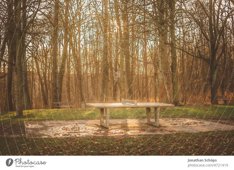 Table tennis table in forest Forest Back-light outdoor Outdoor plate stone slab Places Sports Public free time Chemnitz Leisure and hobbies Playing