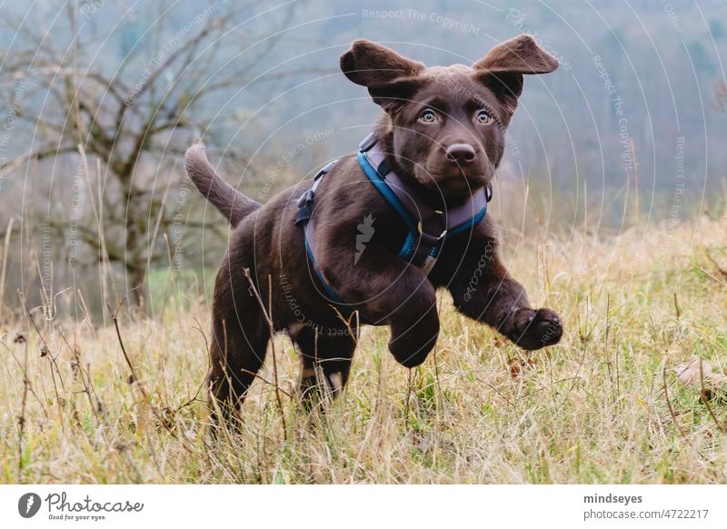 Jump Labrador dog puppy Puppydog eyes puppy school puppy dog jump Baby animal puppy portrait pet Animal Cute Purebred dog Animal portrait training outside