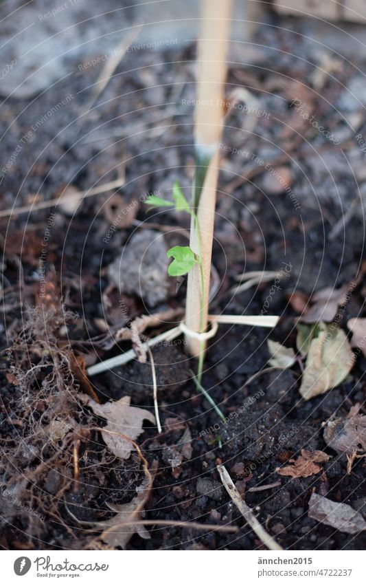 a young vetch climbing up a bamboo pole Flower Green wax Spring Coolflower Earth Sprout Plant Growth Leaf Fresh Garden Ground Nature Gardening Sow seedling