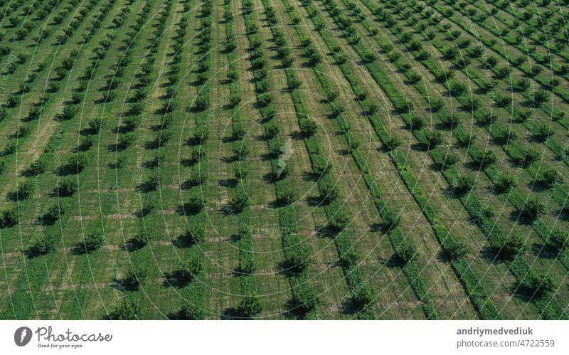 aerial view over agricultural gardens in spring time agriculture industry rows blossom flower business floral tree food fruit summer texture nature trees farm