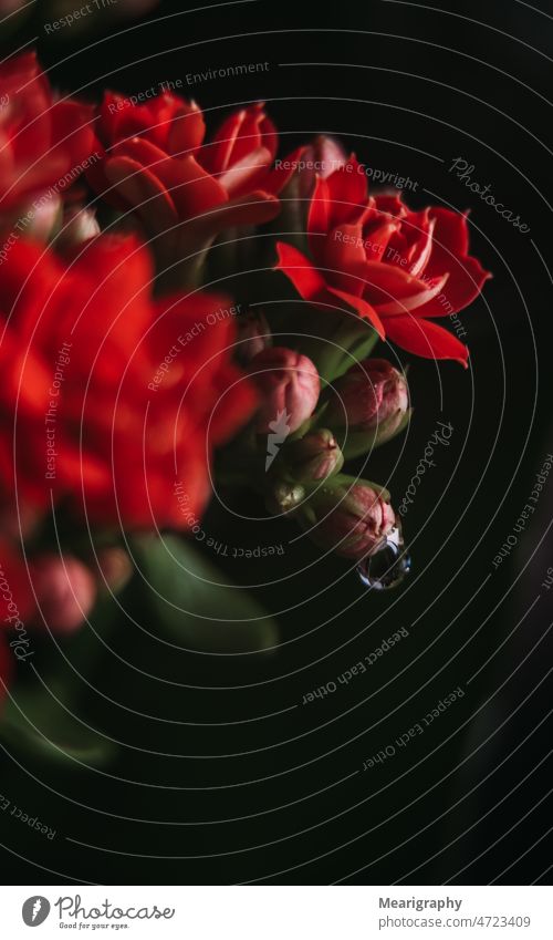 Water drop hanging from a pink flower water drops red flowers floral nature black background blooming water droplets spring