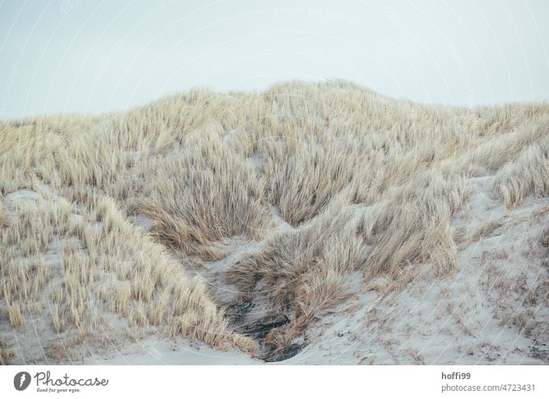 Dune grass in the wind Denmark Beach dune dunes Sky Marram grass coast duene Wind breathe deeply Blow Sand Landscape Loneliness Minimalistic Light Blue sky