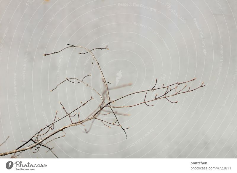 A branch with twigs casts a shadow on a concrete wall. Minimalism Branch Twig minimalism Shadow Gloomy dreariness Gray colourless Minimalistic Architecture